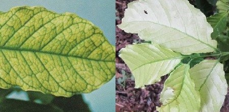 Biểu hiện của lá cây cà phê thiếu sắt