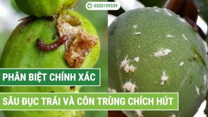 Phân biệt sâu đục trái và côn trùng chích hút khác chính xác nhất