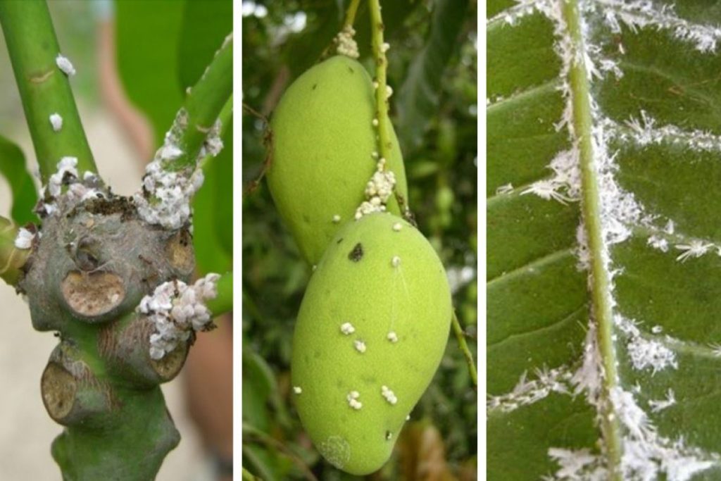 Côn trùng chích hút (rệp sáp) hại xoài