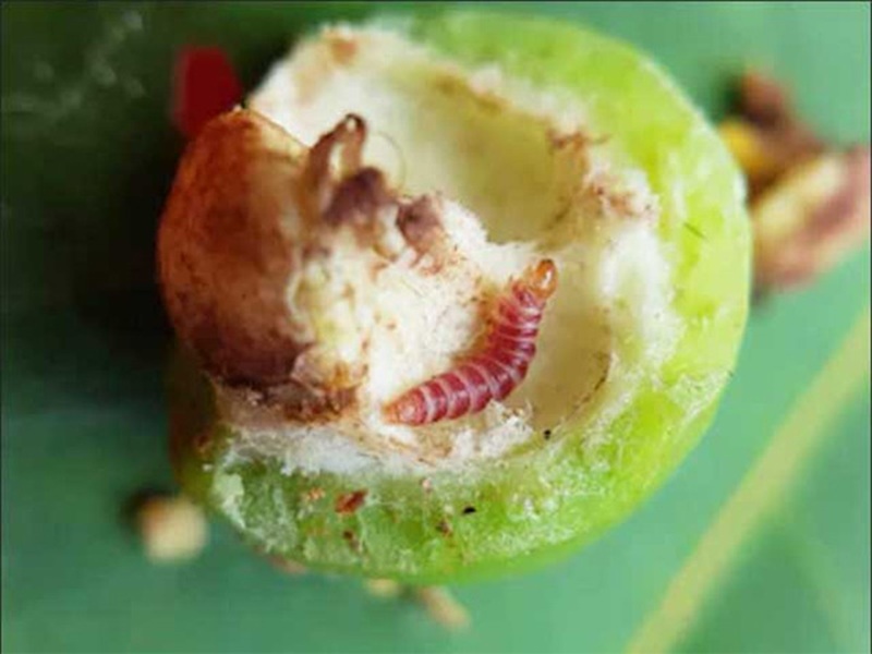 Sâu đục quả hại ổi