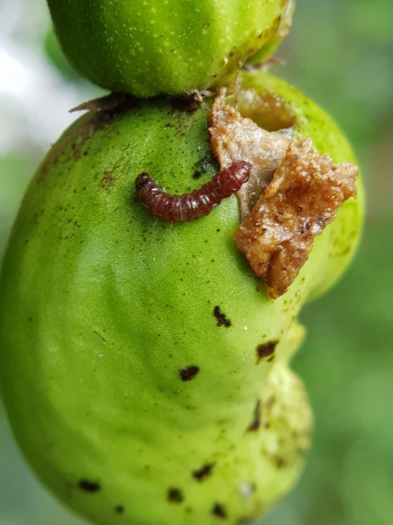Triệu chứng sâu đục trái xoài