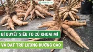 bí quyết siêu to củ khoai mì