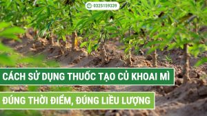 Cách sử dụng thuốc tạo củ khoai mì đúng thời điểm, đúng liều lượng