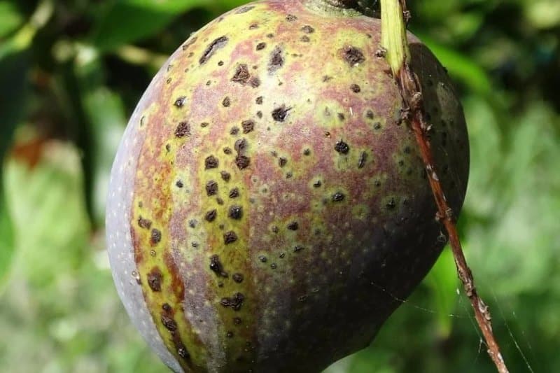 Biểu hiện của xoài bị đốm đen vi khuẩn