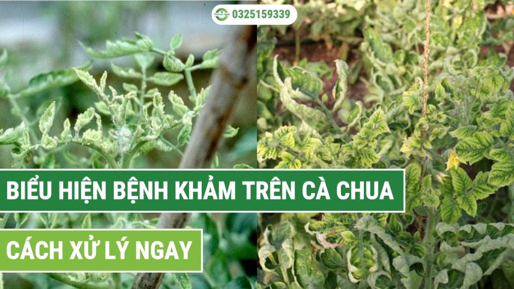 Cách nhận biết các biểu hiện bệnh khảm trên cây cà chua