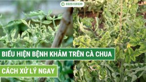 Cách nhận biết các biểu hiện bệnh khảm trên cây cà chua