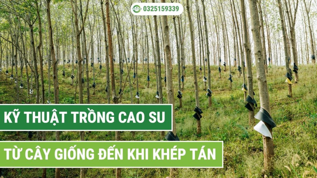 Kỹ thuật trồng cao su từ cây giống đến khi khép tán