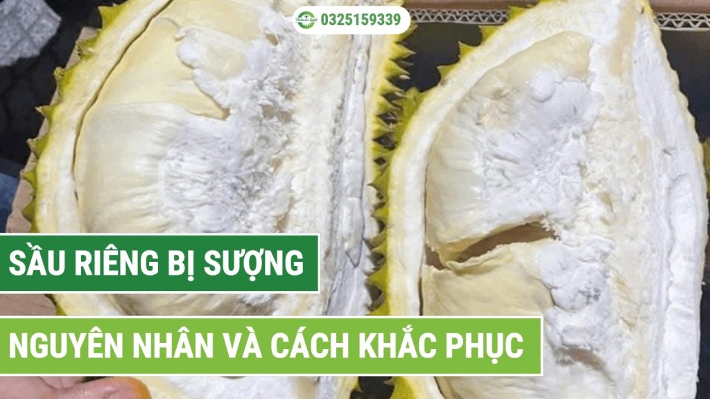 Nguyên nhân và cách khắc phục sầu riêng bị sượng