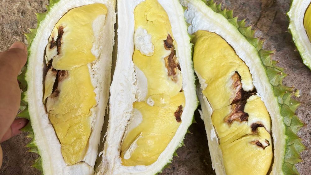 Sầu riêng bị cháy múi cơm nâu