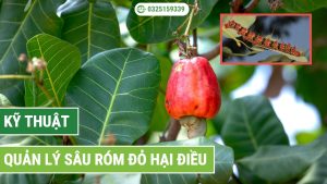 kỹ thuật quản lý sâu róm đỏ hại điều