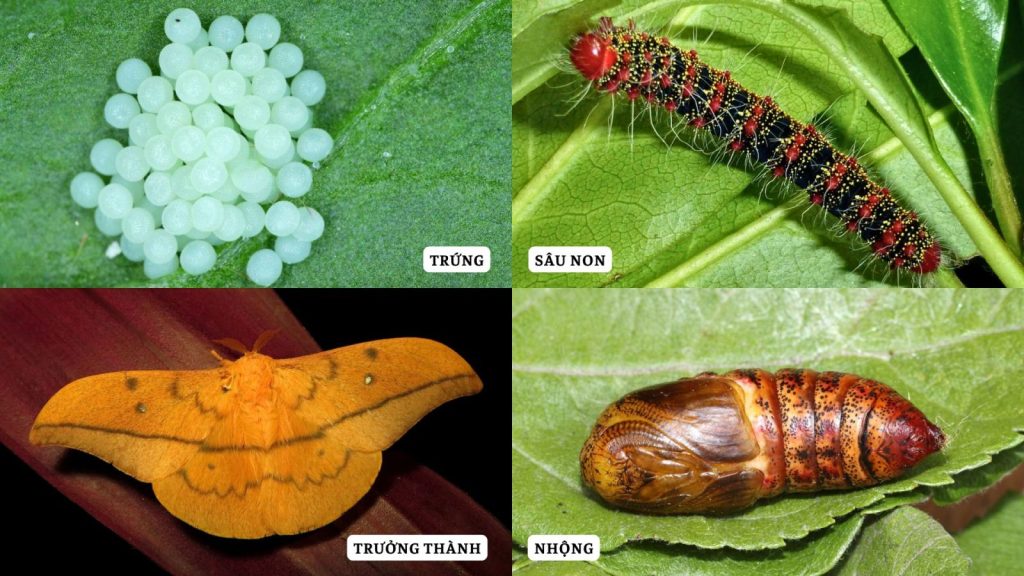 Vòng đời phát triển của sâu róm đỏ hại điều