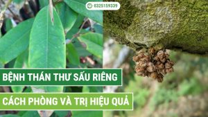 Cách phòng và trị bệnh thán thư sầu riêng hiệu quả
