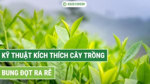 kích thích cây trồng bung đọt ra rễ