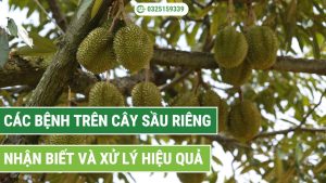 Cách nhận biết và xử lý hiệu quả các bệnh trên cây sầu riêng
