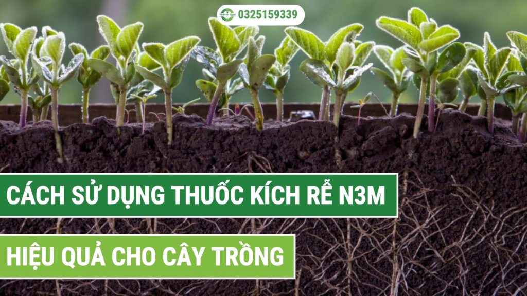 Cách sử dụng thuốc kích rễ N3M