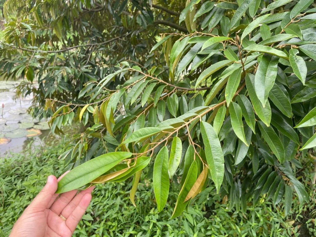 Kích đọt nhưng bỏ quên không kích rễ cho cây khiến cây đi đọt chậm