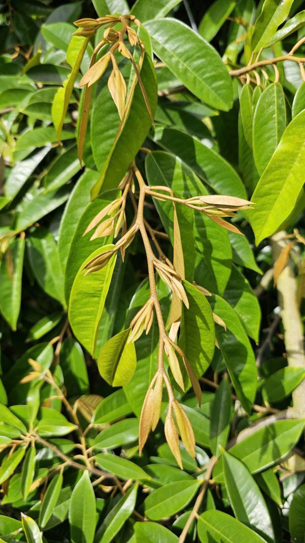 Tạo cơi đọt sầu riêng chuẩn