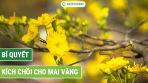 bí quyết kích chồi cho mai vàng