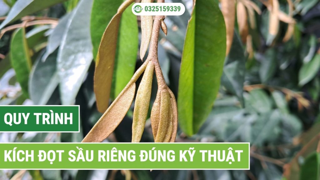 Quy trình kích đọt sầu riêng đúng kỹ thuật