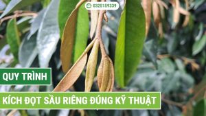 Quy trình kích đọt sầu riêng đúng kỹ thuật