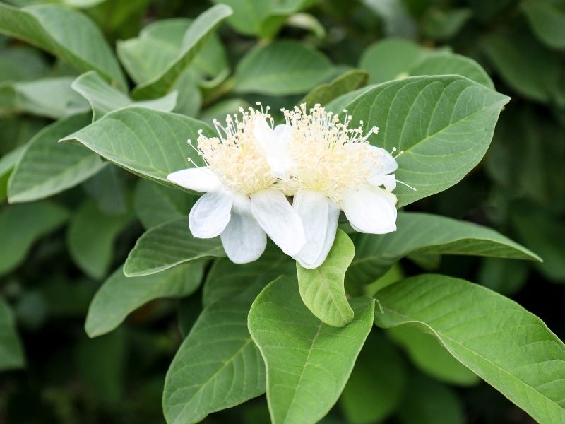 Phương pháp kích ra hoa ổi