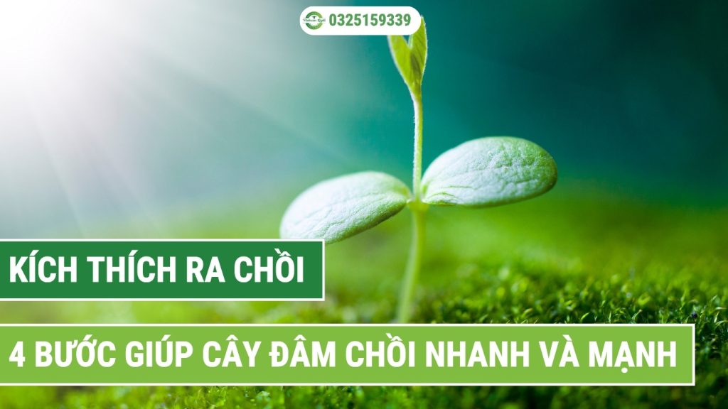 4 bước kích thích ra chồi nhanh và mạnh