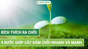 4 bước kích thích ra chồi nhanh và mạnh