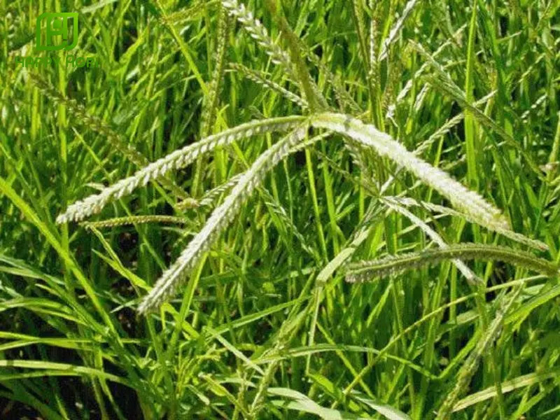 Kiểm soát cỏ dại trên vườn cao su