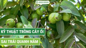 Kỹ thuật trồng cây ổi sai trái quanh năm
