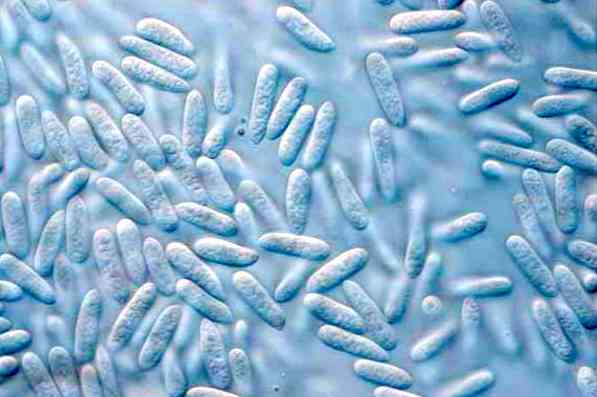 Nấm Colletotrichum gây bệnh thán thư trên sầu riêng