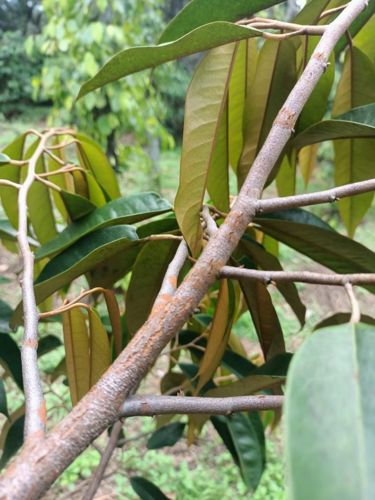 Triệu chứng đặc trưng của nấm hồng trên cành sầu riêng