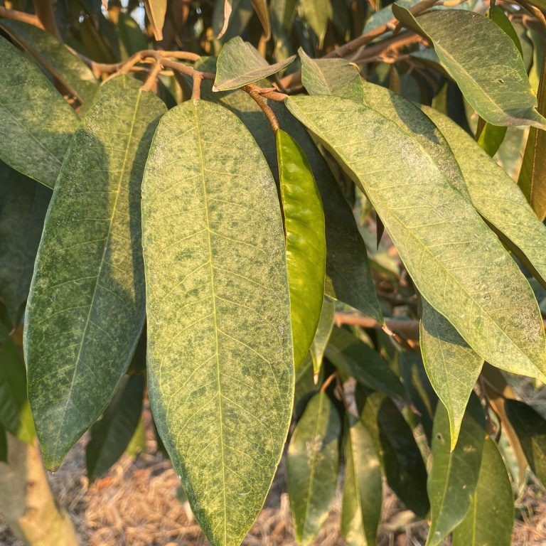 Lá sầu riêng bị nhện đỏ chích hút chuyển màu bạc xám