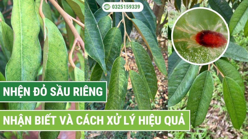 cách nhận biết và xử lý nhện đỏ sầu riêng hiệu quả