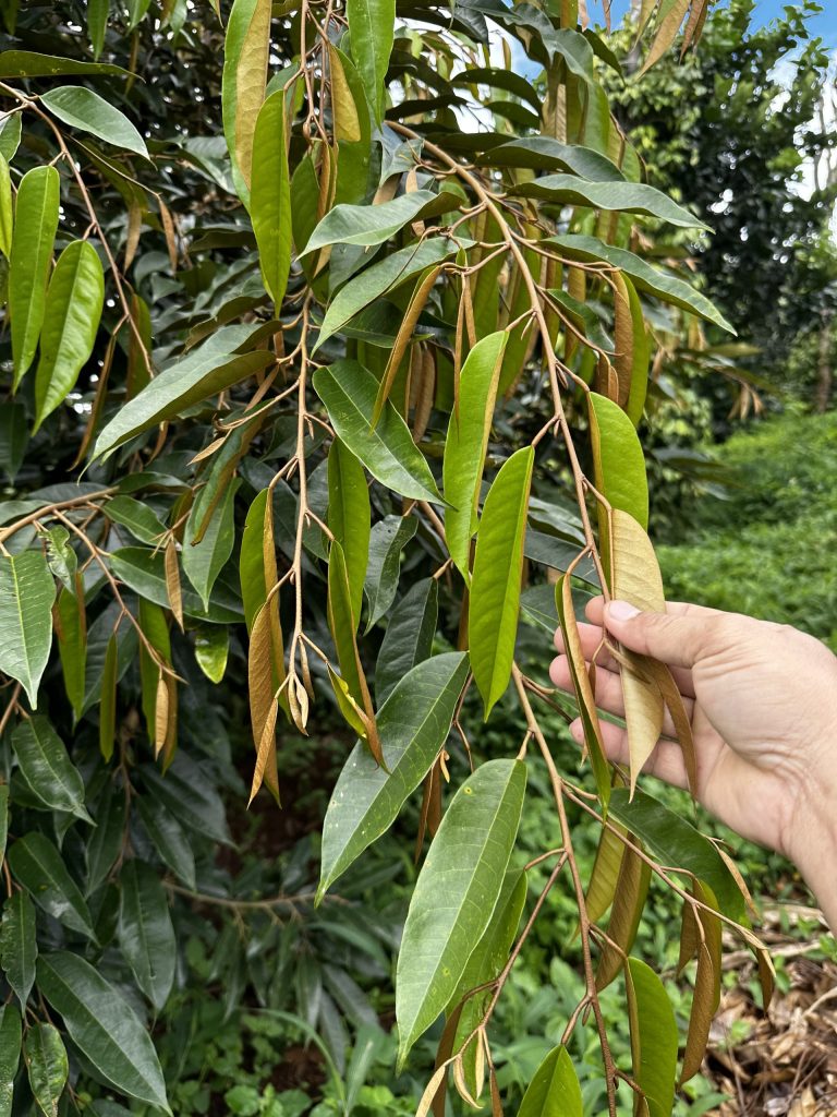 Phục hồi cây sầu riêng sau thu hoạch
