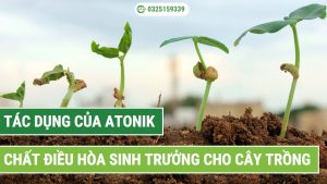 Tác dụng của Atonik