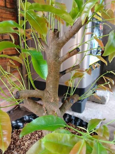 Tác hại của việc dùng Atonik quá liều