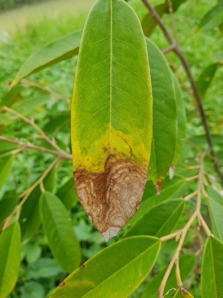 Biểu hiện của thán thư trên lá cây sầu riêng