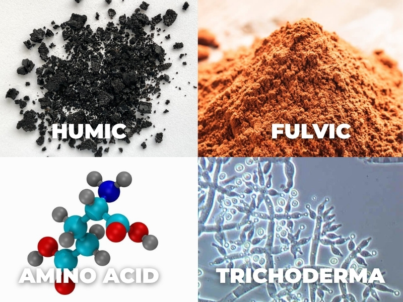 4 nhóm chất hữu cơ sinh học trong thuốc kích rễ