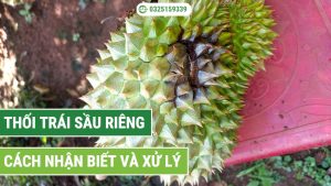 Cách nhận biết và xử lý thối trái sầu riêng