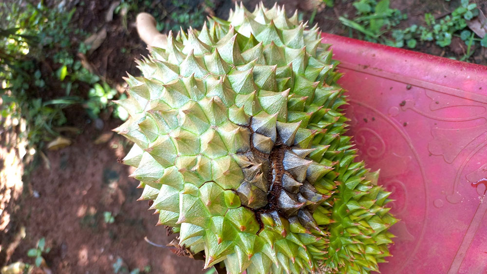 Biểu hiện thối trái sầu riêng do nấm Phytophthora