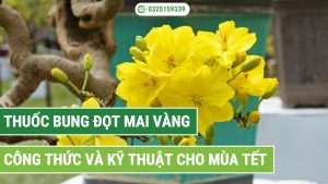 Thuốc bung đọt mai vàng và cách sử dụng chuẩn kỹ thuật