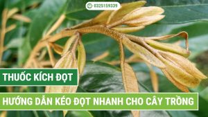Hướng dẫn sử dụng thuốc kích đọt cho cây trồng