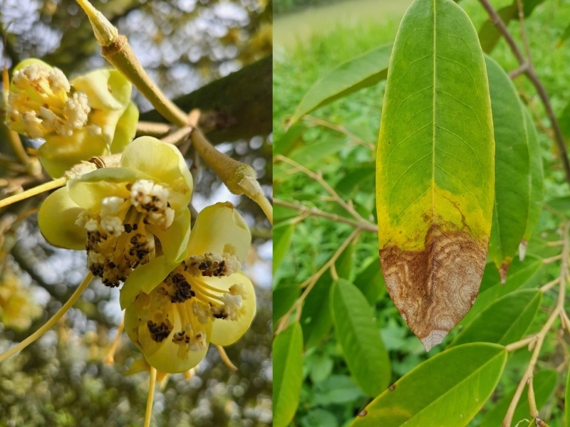 Triệu chứng bệnh thán thư trên sầu riêng