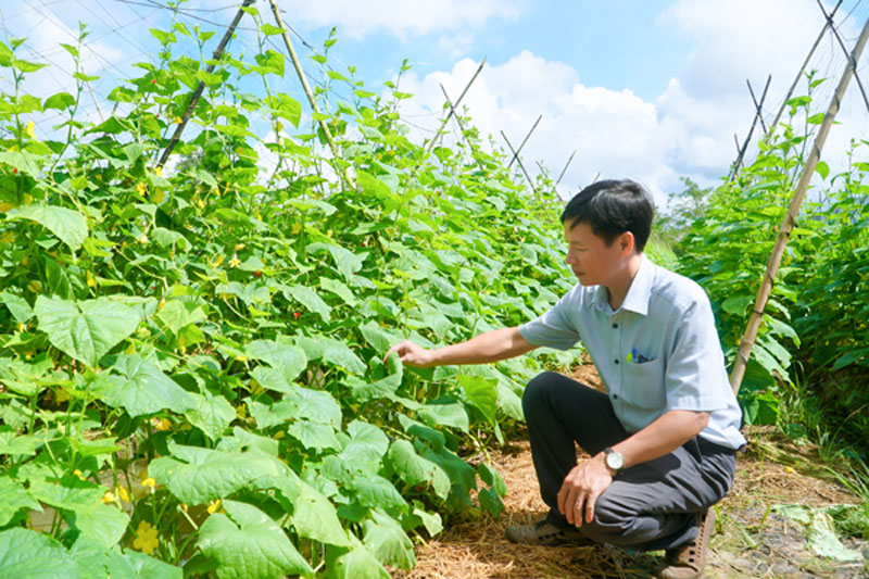Canh tác rau màu