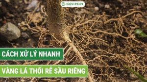 Cách xử lý nhanh vàng lá thối rễ cây sầu riêng