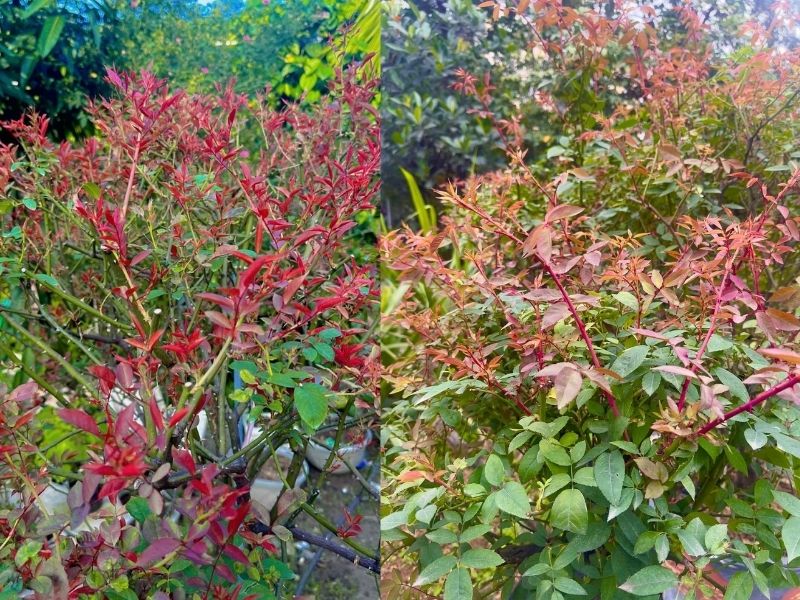Cắt tỉa cành hoa hồng để kích chồi