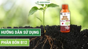 Hướng dẫn sử dụng phân bón B12 hiệu quả
