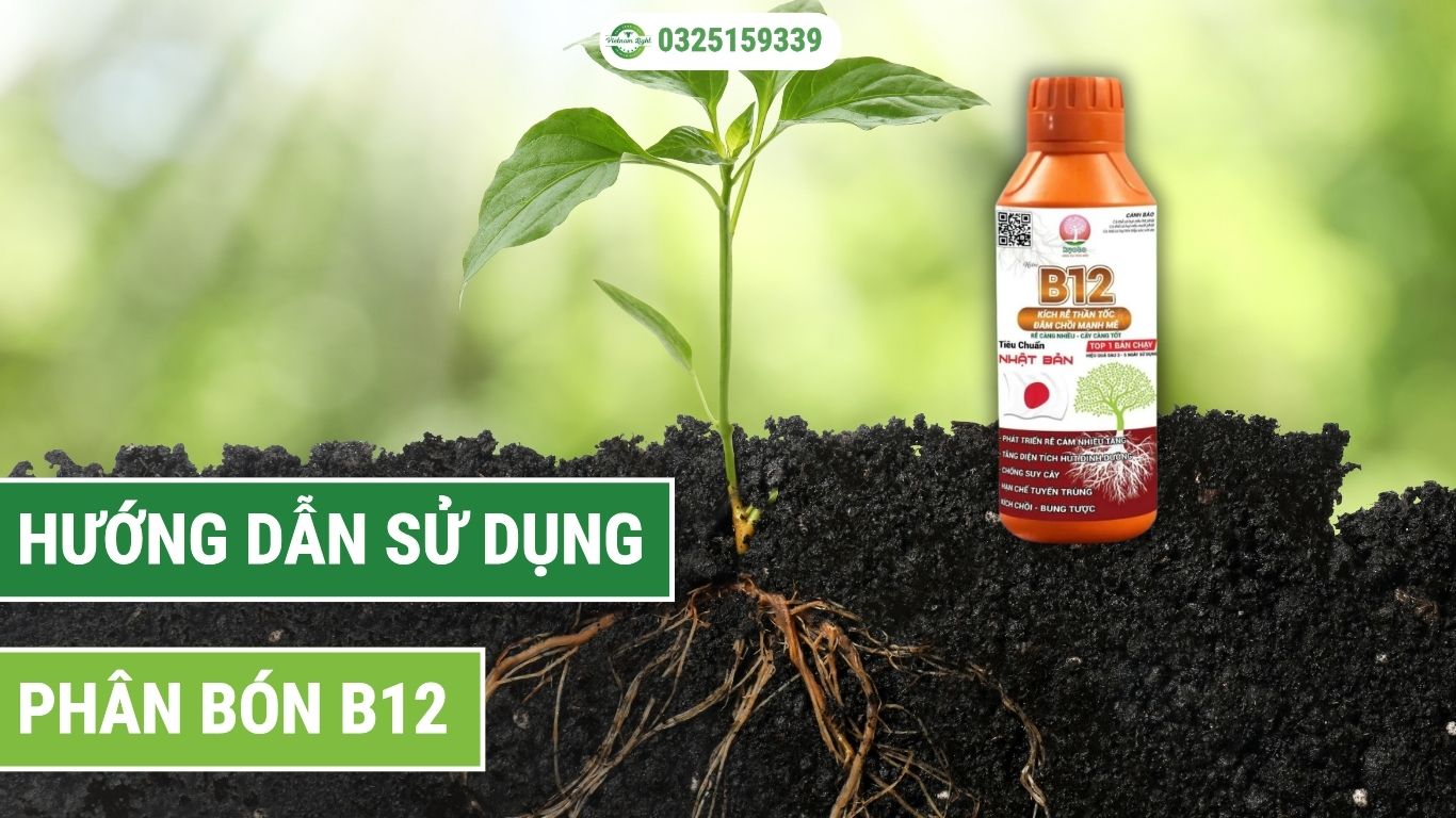 Hướng dẫn sử dụng phân bón B12 hiệu quả