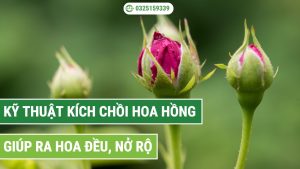 Kỹ thuật kích chồi hoa hồng hiệu quả