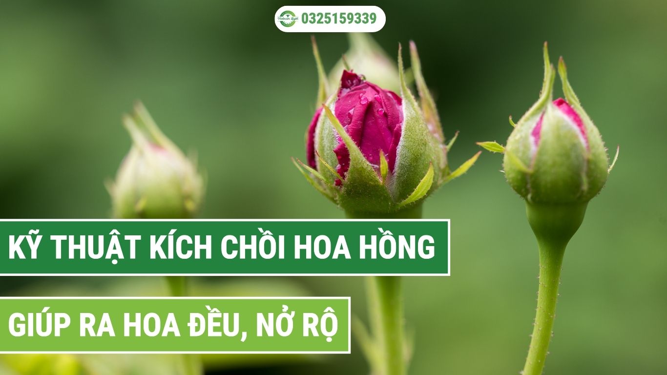 Kỹ thuật kích chồi hoa hồng hiệu quả